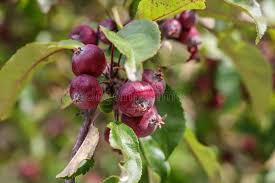 Attēlu rezultāti vaicājumam “Malus prunifolia fruit”