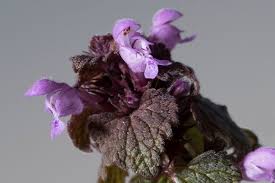 Attēlu rezultāti vaicājumam “Lamium purpureum flower”
