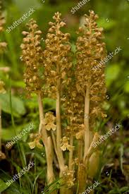 Attēlu rezultāti vaicājumam “Neottia nidus-avis flower”
