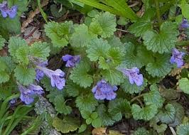 Image result for Glechoma hederacea