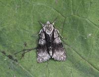 Attēlu rezultāti vaicājumam “Acronicta alni”