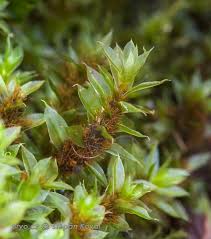 Attēlu rezultāti vaicājumam “Bryum moravicum”