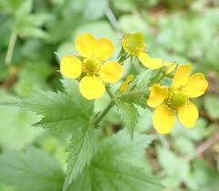 Image result for Geum urbanum