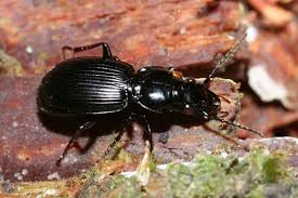 Attēlu rezultāti vaicājumam “Pterostichus aethiops”