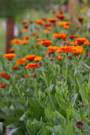 Attēlu rezultāti vaicājumam “Calendula officinalis flower”
