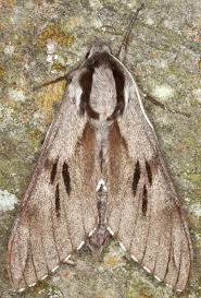 Attēlu rezultāti vaicājumam “Sphinx pinastri”