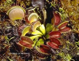 Attēlu rezultāti vaicājumam “Droseraceae”