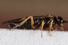 Attēlu rezultāti vaicājumam “Pontania proxima”