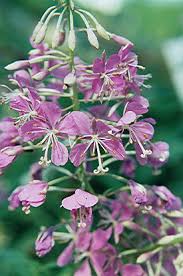 Image result for Epilobium angustifolium