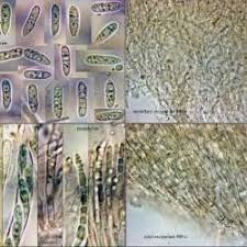 Attēlu rezultāti vaicājumam “Hymenoscyphus fructigenus var. coryli”