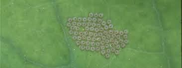 Attēlu rezultāti vaicājumam “Mamestra brassicae pupa”