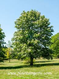 Attēlu rezultāti vaicājumam “Aesculus hippocastanum”