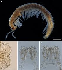 Attēlu rezultāti vaicājumam “Ommatoiulus vilnensis”