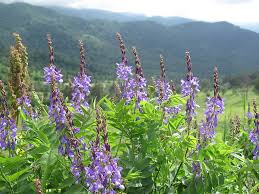 Attēlu rezultāti vaicājumam “Galega orientalis leaf”