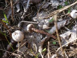 Attēlu rezultāti vaicājumam “Tulostoma fimbriatum”