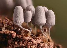 Attēlu rezultāti vaicājumam “Arcyria affinis stalked”