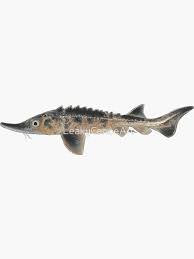 Image result for Acipenser fulvescens