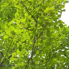 Attēlu rezultāti vaicājumam “Populus x gileadensis”