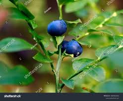 Attēlu rezultāti vaicājumam “Vaccinium myrtillus fruit”