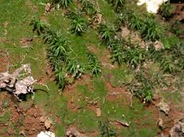 Attēlu rezultāti vaicājumam “Pogonatum dentatum”