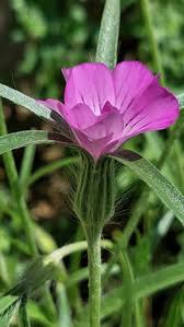 Image result for Agrostemma githago