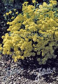 Image result for Alyssum saxatile