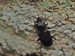 Attēlu rezultāti vaicājumam “Notiophilus palustris”