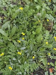 Attēlu rezultāti vaicājumam “Diplotaxis muralis”