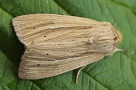 Attēlu rezultāti vaicājumam “Mythimna impura”