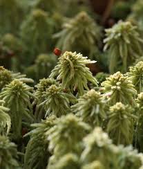 Attēlu rezultāti vaicājumam “Sphagnum quinquefarium”