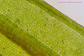 Attēlu rezultāti vaicājumam “Bryoerythrophyllum recurvirostrum”