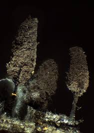 Attēlu rezultāti vaicājumam “Comatricha pulchella macro”