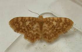 Attēlu rezultāti vaicājumam “Hydrelia flammeolaria”