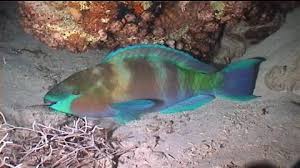 Image result for Scarus fuscopurpureus