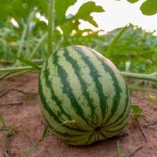 Attēlu rezultāti vaicājumam “Citrullus lanatus leaf”