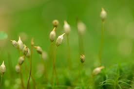 Attēlu rezultāti vaicājumam “Polytrichastrum formosum”