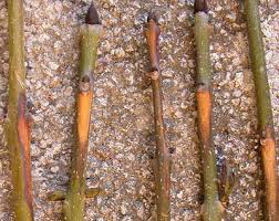 Attēlu rezultāti vaicājumam “Hymenoscyphus sp.”