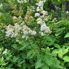 Attēlu rezultāti vaicājumam “Spiraea”
