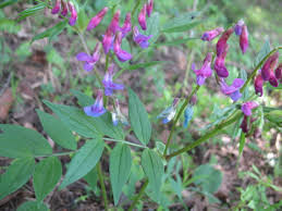 Attēlu rezultāti vaicājumam “Lathyrus vernus bud”