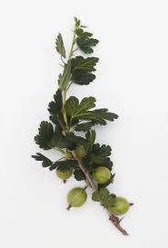 Attēlu rezultāti vaicājumam “Ribes uva-crispa fruit”