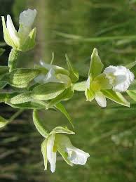 Attēlu rezultāti vaicājumam “Epipactis palustris leaf”