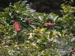 Attēlu rezultāti vaicājumam “Magnolia cylindrica”