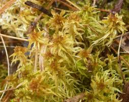 Attēlu rezultāti vaicājumam “Sphagnum angustifolium sporophyte”