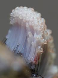 Attēlu rezultāti vaicājumam “Stemonitis marjana macro”