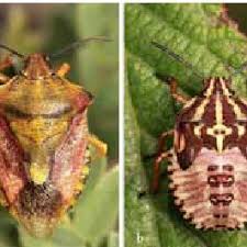 Attēlu rezultāti vaicājumam “Carpocoris sp. nymph”
