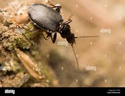 Attēlu rezultāti vaicājumam “Pterostichus oblongopunctatus”