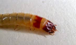 Attēlu rezultāti vaicājumam “Elateridae larva”