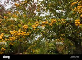 Attēlu rezultāti vaicājumam “Malus x zumi fruit”