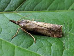 Attēlu rezultāti vaicājumam “Hypochalcia ahenella”