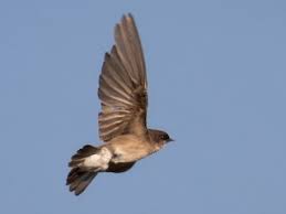 Attēlu rezultāti vaicājumam “Cribraria martinii”